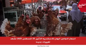أسعار الدواجن اليوم بالإسكندرية الاثنين 25 أغسطس 2025 تشهد تغييرات جديدة